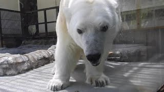 しろくまピースの楽しみなおやつとプール時間♪とべ動物園にて