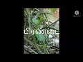 உடைந்த எலும்பு கூடுவதற்கும் எலும்பு சார்ந்த அனைத்து பிரச்சினைகளுக்கும் இந்த ஒரு மூலிகை போதும்.