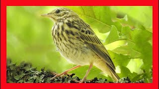 Tree Pipit Song! Tree Pipit Call! Tree Pipit Sound! - Bisbita Arbóreo Canto - Anthus Trivialis