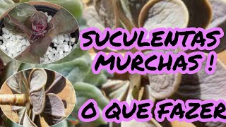 Suculenta  com as folhas murchas e enrugadas # saiba o que é  e como solucionar o problema