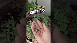 Short 205 | మరువం మొక్క ఇంట్లో పెంచుకునేందుకు quick tips #organicprabha #plantcaretips #gardening