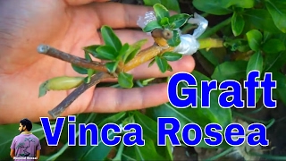 ऐसे करे सदाबहार के पौधे पे ग्राफ्टिंग/How to Graft Catharanthus Roseus Plant / Mammal Bonsai ऐसे करे सदाबहार के पौधे पे ग्राफ्टिंग/How to Graft Catharanthus Roseus Plant / Mammal Bonsai