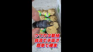 クワガタの繁殖【産卵のさせ方】