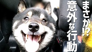 柴犬と屋内ドッグランがある温泉宿。意外な行動連発で…【湯快わんわんリゾート片山津】【黒柴犬】【豆柴】