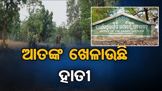 ଆତଙ୍କ ଖେଳାଉଛି ହାତୀ   | Odisha Reporter