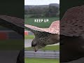 hunting kestrel perfectly hovering in the air 🤯😮 🎥 viralhog