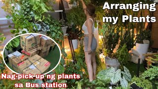 ARRANGING MY PLANTS + Nag-pick up ng Plants || Roma So