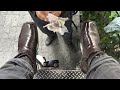 shoe shine fire on brown mini boots asmr relaxing video on 4k asmr shoeshine