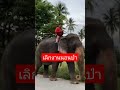 thaielephant พลายศักดิ์สุรินทร์ ปางช้าง