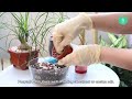 best tips how to care for ponytail palm plant beaucarnea recurvata