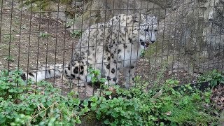 ユキヒョウ赤ちゃんフク  「オジちゃんが遊んでくれたニャ」2019.4月 Snow Leopard Cub  Panthère des neiges