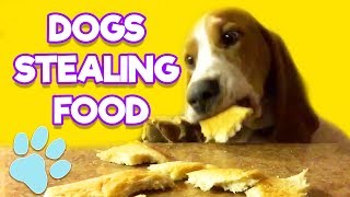 Dogs Stealing Food  | Funny Pet Videos | That Pet Life