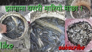 झापामा यसरी मारियो माछा (fishing fish jhapa)