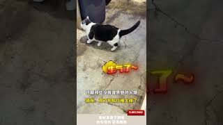 討厭那些沒有邊界感的人類，貓咪：為了那點口糧太難了 #cuteanimal #寵物 #cat #萌寵