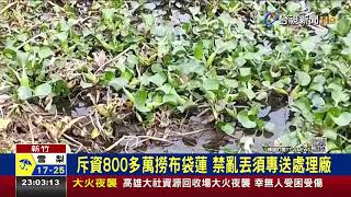 新竹峨眉湖布袋蓮「生不完」 處理費要上億！