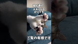 バンザイしたままになった猫#shorts