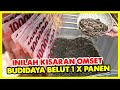 Omset Besar Budidaya Belut Rumahan Bikin Kaya Mendadak || Bisnis Terbaru