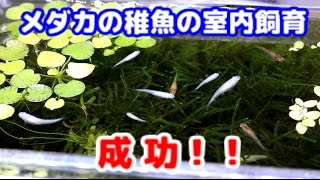 【メダカ】我が家のメダカの稚魚室内飼育環境