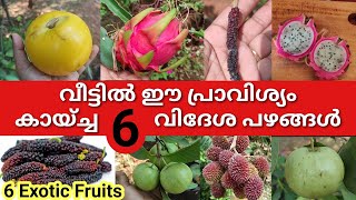 Six exotic fruits in our house | വീട്ടിലെ 6 വിദേശ പഴങ്ങൾ കായ്ച്ചപ്പോൾ  Abiu | Dragon Fruit | Pulasan