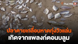 ปลาตายเกลื่อนหาดทุ่งวัวแล่นเกิดจากแพลงก์ตอนบลูม | จับตาสถานการณ์ | 23 มิ.ย. 66