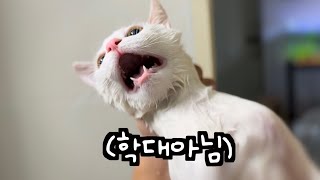 겨울맞이 고양이 2마리 냥빨하기