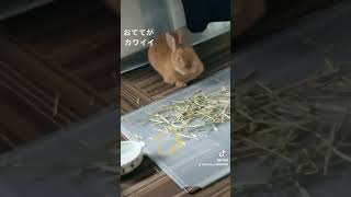 カワイイおてて　#ネザーランドドワーフ #うさぎ #animals #cute #ほのぼの #もふもふ #動物 #癒し #ペット #かわいい #ウサギ #rabbit #お手