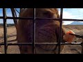 【アフリカンサファリ】ライオンに餌やりしていたらトンビに鶏肉を奪われました 4k feeding a lion