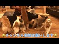 【アフリカンサファリ】ライオンに餌やりしていたらトンビに鶏肉を奪われました 4k feeding a lion