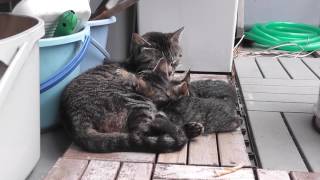 ねむしま子猫と黒ねむ子猫、寝ている母猫からお乳をもらう  kitten and mother