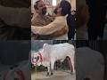 🌙 Eid Mubarak 2025 in Stockholm 🇸🇪 | Qurbani 🐄 + Friends 💕 + Maher Zain Nasheed 🎶
