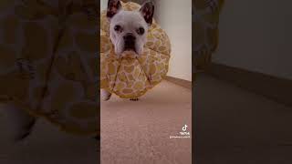 堂々たるランウェイ。エリザベスカラーを新しくしました#フレンチブルドッグ #フレブル #frenchbulldog #ランウェイ#エリザベスカラー