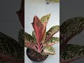 aglaonema arini sangat mewah