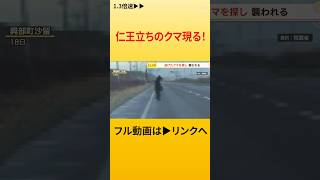 【切り抜き】仁王立ちのクマが目の前に！クマに襲われる被害 北海道でも相次ぐ　※フル動画は▶リンクをタップ #shorts