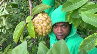 Eating Fresh Pick Fruit From The Country Side Of Jamaica With Jamaica Sunrise Tv Yard Man Style