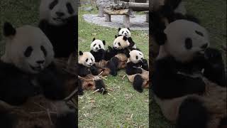 一大群大熊猫吃竹子||A large group of giant pandas eating bamboo