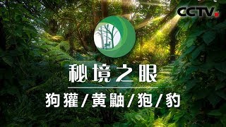 《秘境之眼》狗獾/黄鼬/狍/豹 20200323 | CCTV