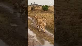 एक ऐसा जानवर जो पूरी जिंदगी पानी नहीं पी कर जीता है #shorts #animals #youtubeshorts