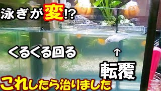 メダカの泳ぎ方が変！くるくる回る、転覆…これしたらなぜか治りました