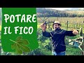 POTARE il FICO: come e quando fare la potatura