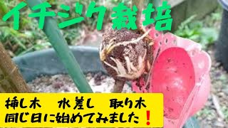 イチジク挿し木、水差し、取り木を同日に開始して２週間後