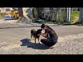 Stray Dog Thanks Me for Help in a New Way