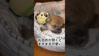 こつぶくん成長記録 #しんいちふくそう #柴犬 #豆柴