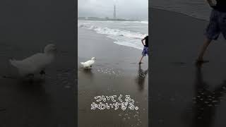 １代目あひるちゃんと海！2021.8.10(火)