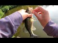 pond bass goes crazy for this mini swimbait