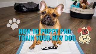 How To Puppy Pad Train Your New Dog