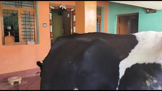 ರಾಮನಗರದಲ್ಲಿ ಹಸು ಮಾರಾಟಕ್ಕೆ. Cow for sale in Ramanagar. Contact +91 99648 15365 #BuyCows 24/05/2023