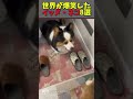 snsで5億回バズった犬猫の放送事故8選 8 animal happenings videos that got 500 million buzz on sns shorts funny 爆笑