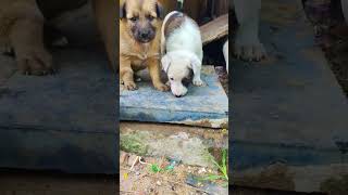 குட்டி நாய்கள்🐕💢 puppies#doglover#dogs#doglovers#shortsfeed#youtubeshorts#shortvideo#youtubeshorts