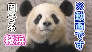 【固まるパンダ】桜浜姉さんの長～いフリーズ🌸【※動画ですｗ⏰】Giant Panda -Ouhin -