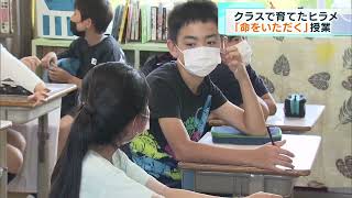 クラス全員で育てたヒラメ「命をいただく」授業　東京・足立区の小学校